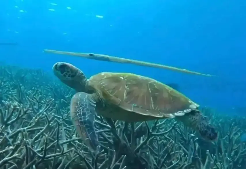 Wisata Pulau putih Penyu di pulau menjangan