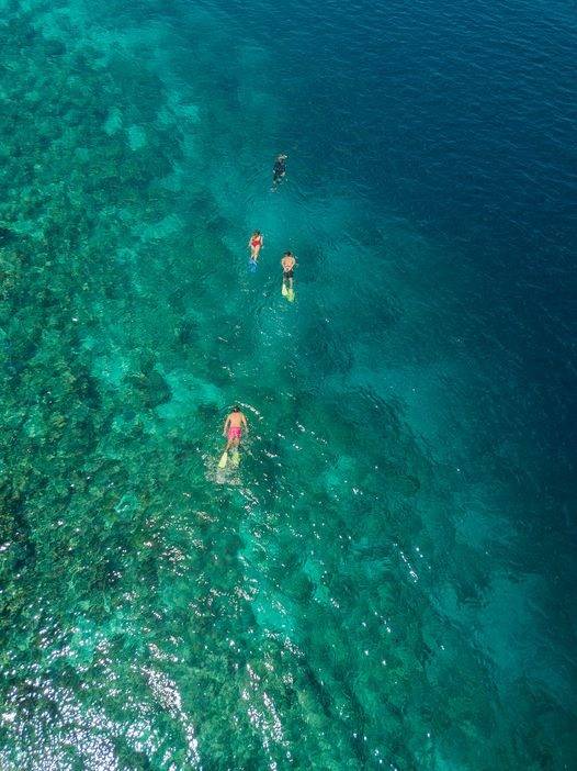 Wisata Pulau putih snorkeling pulau menjangan