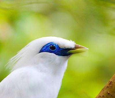 Wisata Pulau putih Burung taman nasional bali barat