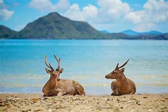pulau menjangan Pulau Menjangan