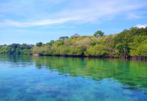 Mangrove Tour Banyuwedang Bay