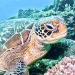 diving menjangan island west bali