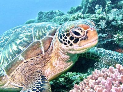 diving menjangan island west bali