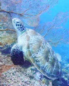 Awan Menjangan - Turtle in the menjangan island